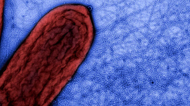 Рис. 2. Бактерия рода Geobacter