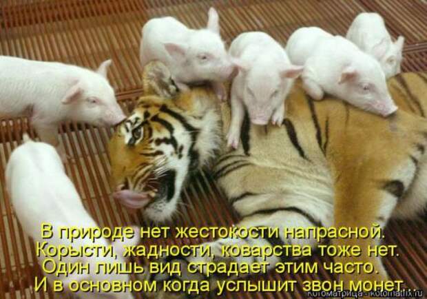 Котоматрицы(картинки с надписями)