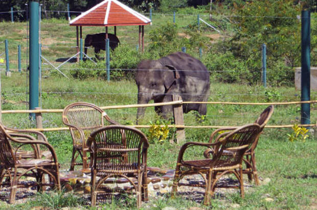 Слоновья ферма в Лаосе