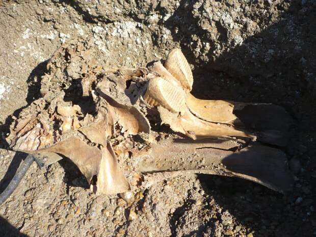 Heritage Daily: кости трех мамонтов были найдены в погребе у винодела