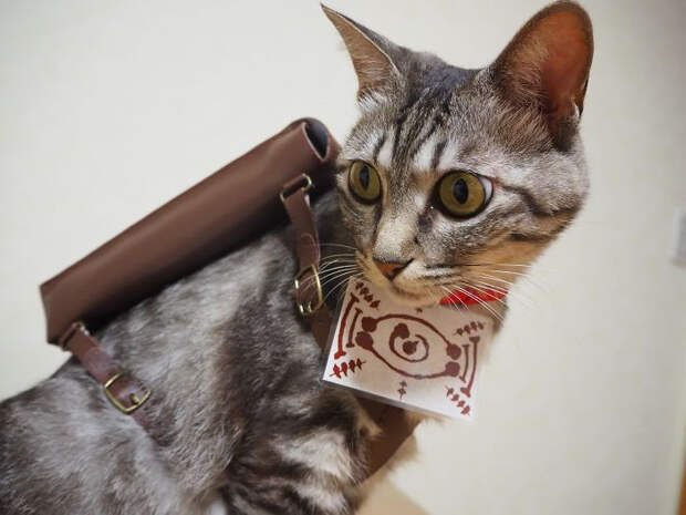 Японский художник создаёт костюмы в стиле аниме для своих кошек