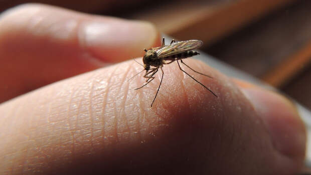 Аллерголог Давлятова: защититься от комаров помогает светлая одежда