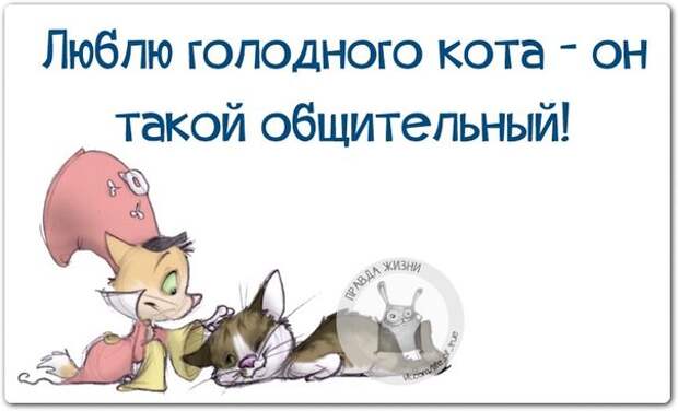 Люблю голодного кота