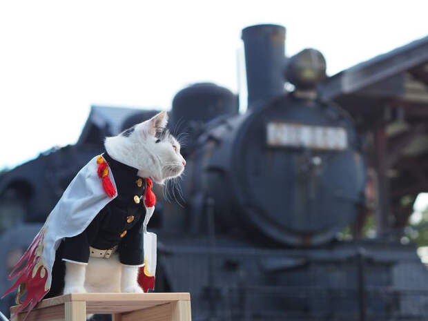 Японский художник создаёт костюмы в стиле аниме для своих кошек