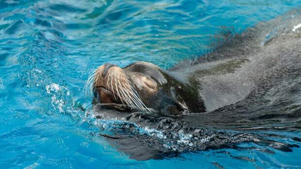 Морского льва с двумя пулями в голове спасли в США