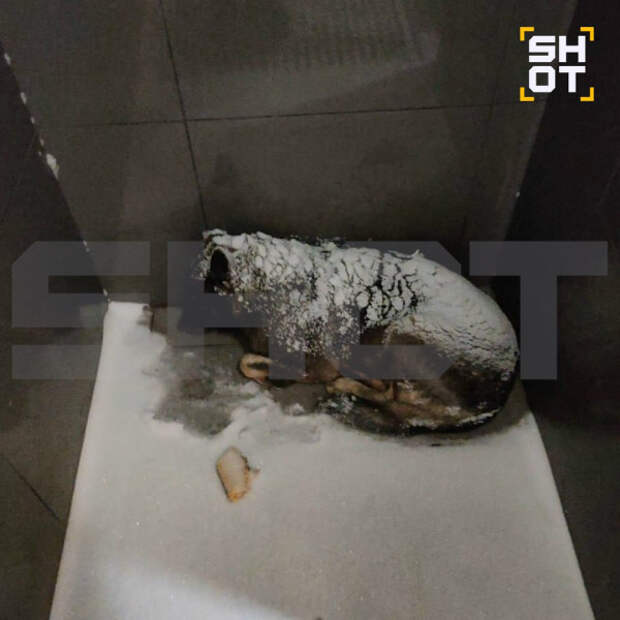 Отменяем "Додо Пиццу"