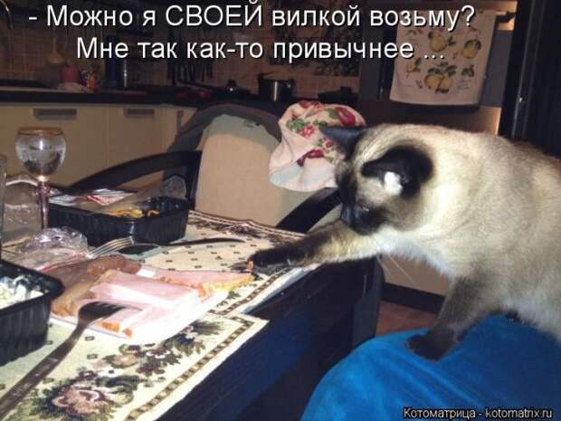Лучшие котоматрицы недели (50 фото)