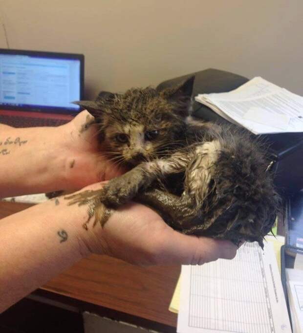 Крохотного котенка нашли в грязи за кучей металлолома! Он невероятно изменился!