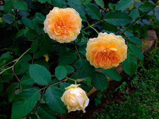 Фото шикарных роз из королевского парка 7