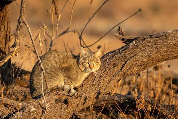 Степной кот