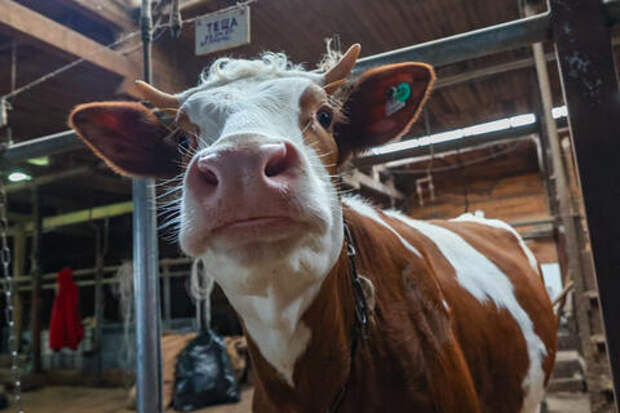 Осеменатор коров и сборщик букетов из раков: ТОП необычных вакансий в России, которые заинтересуют кубанцев