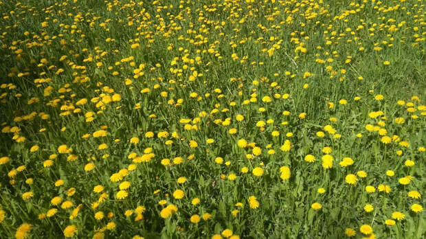 У цветов есть календарь: учёные обнаружили, что растения могут считать дни