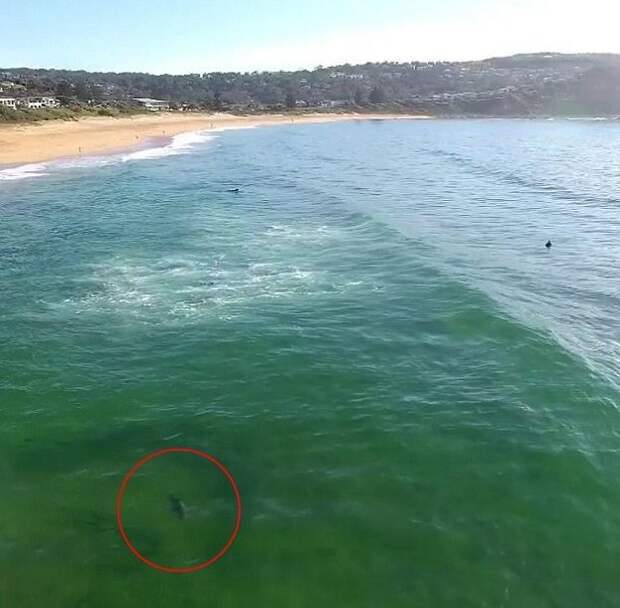 Ничего не подозревающие серферы скользят по волнам над огромной акулой! Новый Южный Уэльс, австралия, акула, видео, неожиданный спутник, океанский хищник, серферы, шок