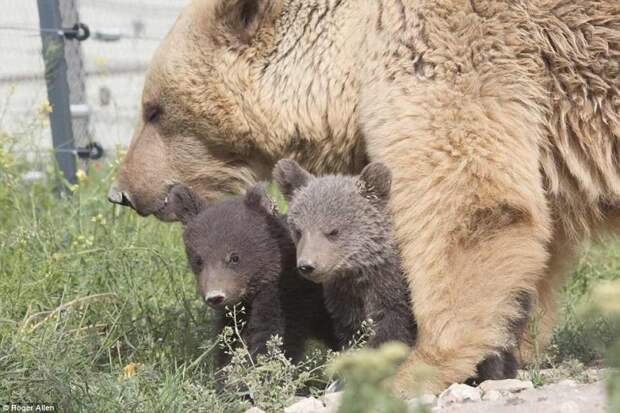 http://goodnewsanimal.ru/_nw/70/s49573201.jpg