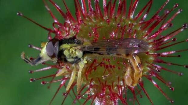 Цветок, который ест мух: почему он таким вырос и как охотится. Разнообразие цветов-хищников