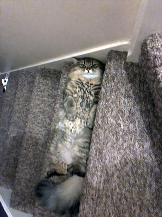Фотография: Сама наглость: коты, которые плевать хотели на нормы хорошего поведения №13 - BigPicture.ru