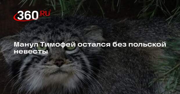 Зоопарк Польши не предоставит самку московскому манулу Тимофею для разведения