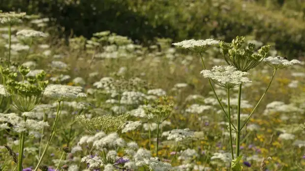 Общая сумма штрафов за борщевик в Подмосковье почти вдвое превысила показатели 2020 года