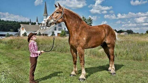 Большой Джейк - конь породы брабансон ростом 2,17 метра в холке. В 2010 году попал в Книгу рекордов Гиннеса как самый высокий конь в мире