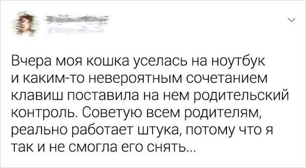 Ситуации, которые показывают, что это кошки заводят нас, а не мы их