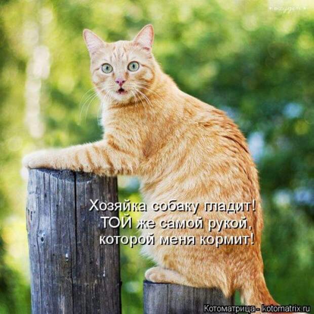 Новая котоматрица для позитива (35 фото)