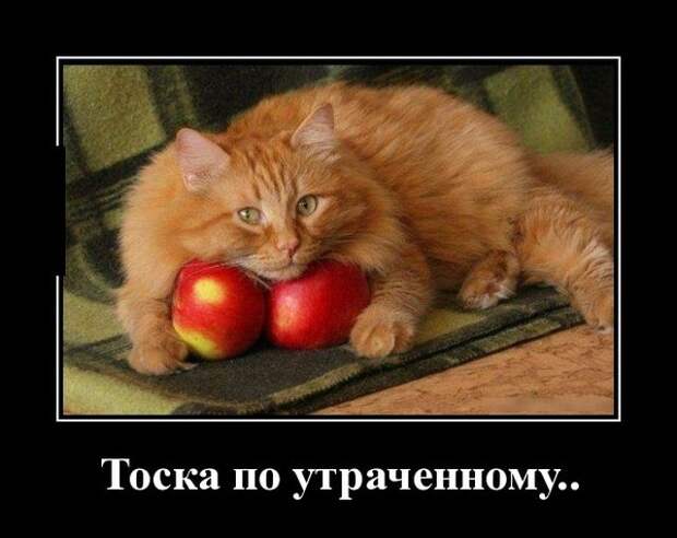 Демотиваторы (30 фото)