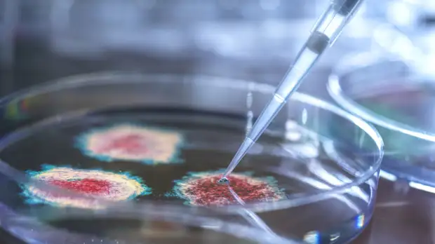 Врач-иммунолог Болибок оценил риск распространения вируса NeoCov среди людей