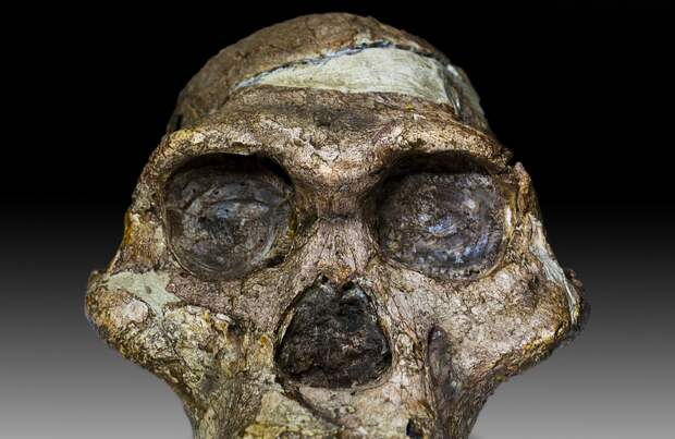 2025 год в человеческой эволюции: что нового ученые узнали о древних людях?