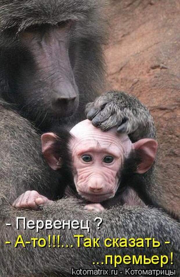 Лучшие котоматрицы недели (50 фото) Лучшие котоматрицы недели (50 фото)