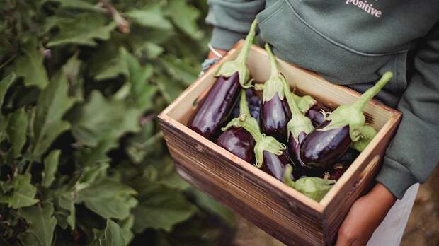 Диетолог рассказала, кому нельзя есть баклажаны