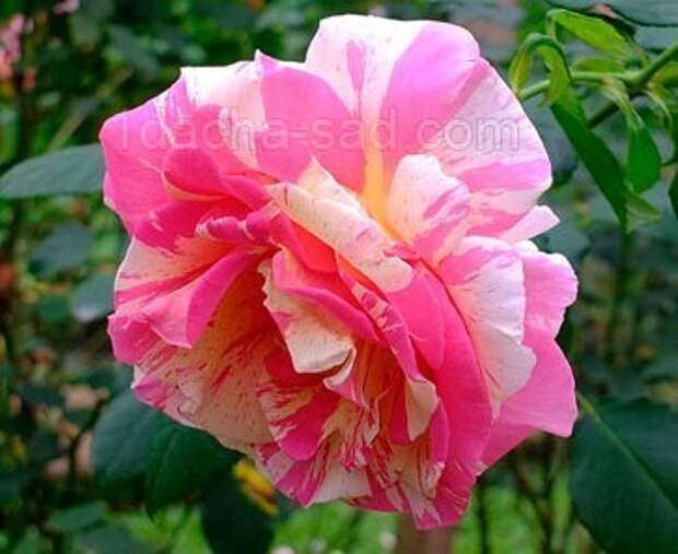 Фото шикарных роз из королевского парка 11