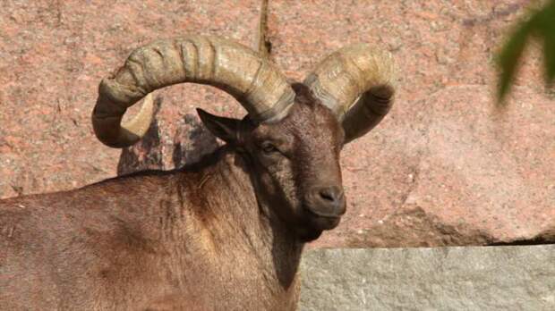 Кавказские горные козлы: описание туров, размножение, рацион питания