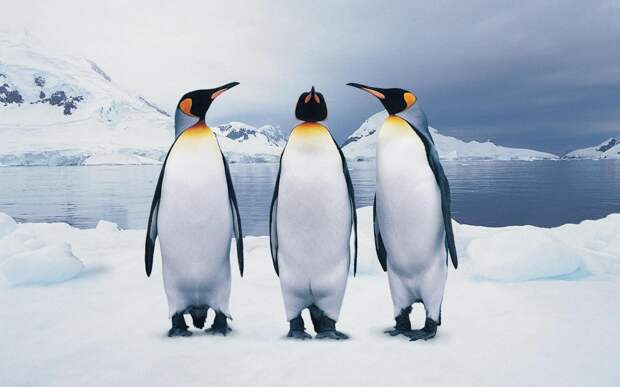 NewPix.ru - Самые загадочные животные планеты пингвины – мифы и факты