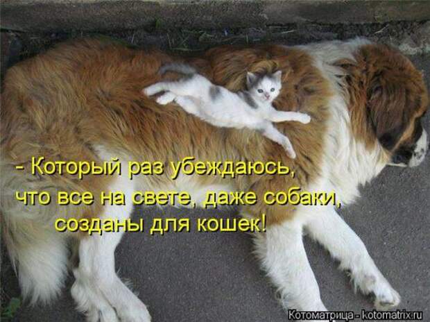 Котоматрицы(картинки с надписями)
