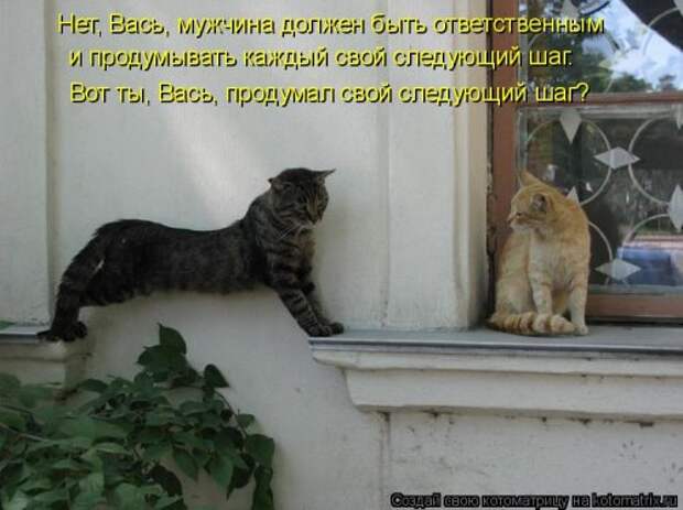 Новая котоматрица для позитива (35 фото)
