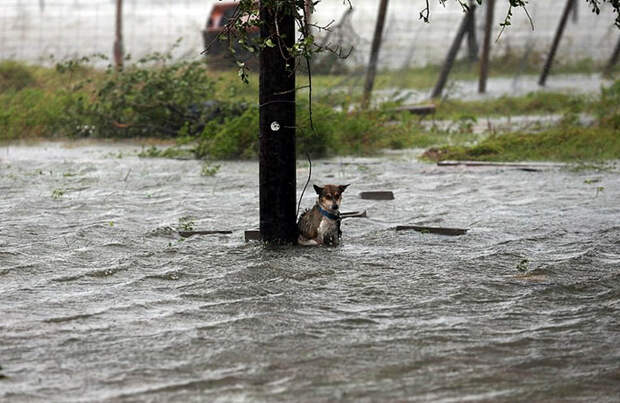 Хозяева этой собаки привязали ее поводок к столбу Харви, Хьюстон, животные, наводнение, собака, сша, техас, ураган