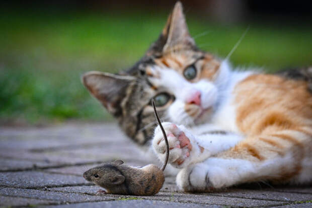 Ветврач Руденко: кошка может приносить хозяину мышь в качестве подарка