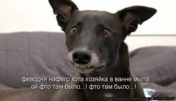 Новая котоматрица за неделю