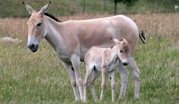 Фото: Детеныш кулана