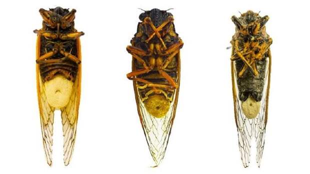 Грибы-Паразиты превращают цикад в секс-зомби с отмершими гениталиями