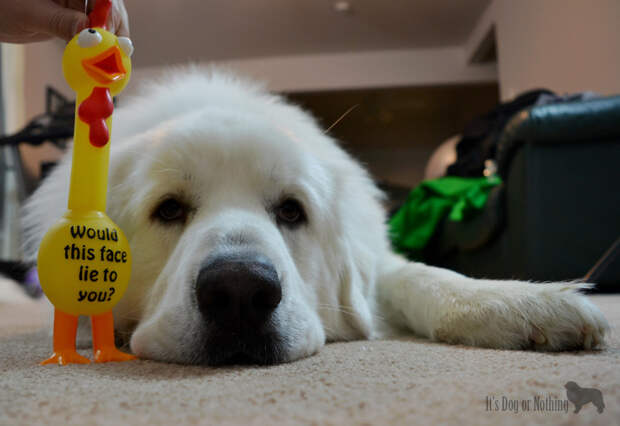 Great Pyrenees