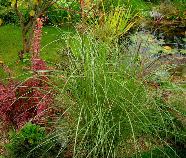 Мискантус китайский (Miscanthus sinensis) Грациллимус