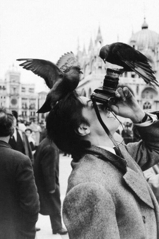 Ален Делон и голуби, 1962 история, ретро, фото