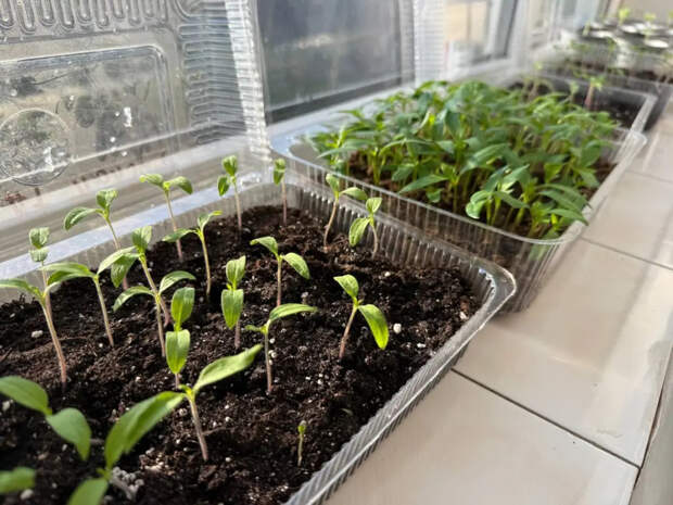 Тощие были, а стали крепыши: чем полить чахлую рассаду, чтобы стебли потолстели на глазах за неделю