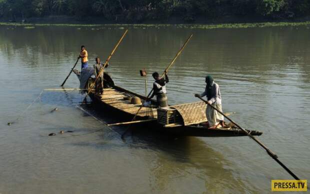 В Бангладеш дрессированные выдры ловят для людей рыбу