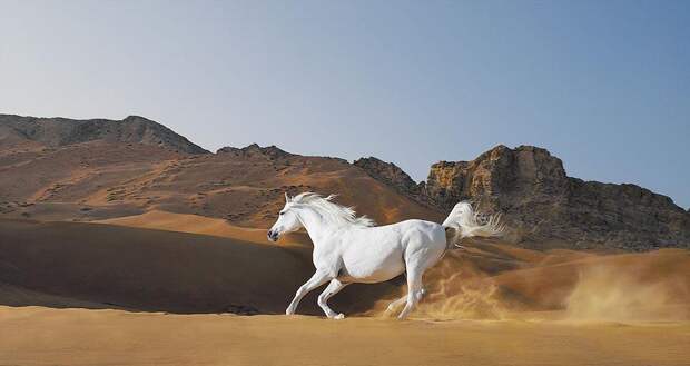 Грация прекрасных лошадей в фотопроекте Equus