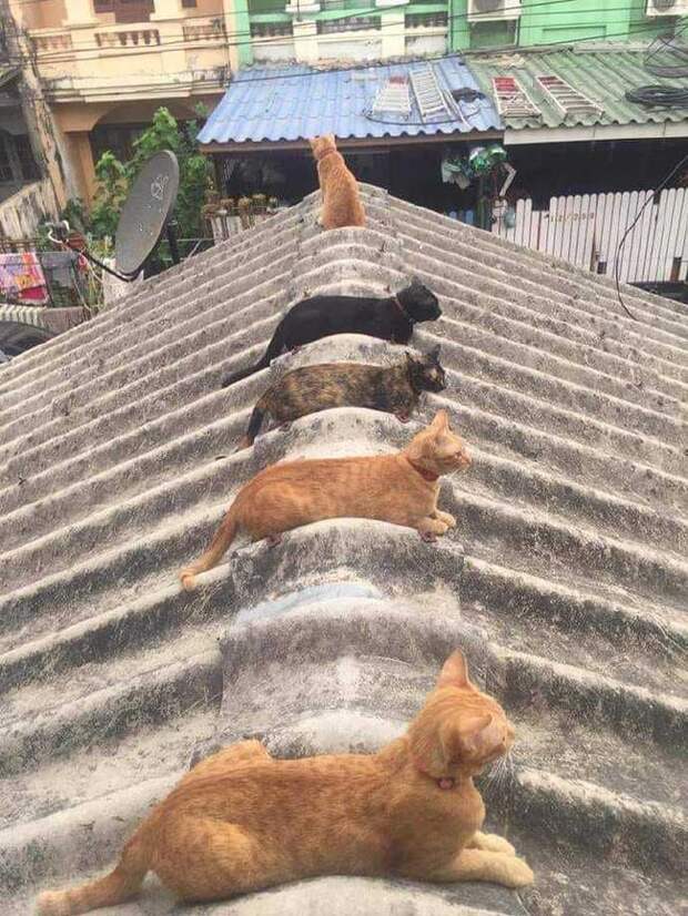 Крышуют