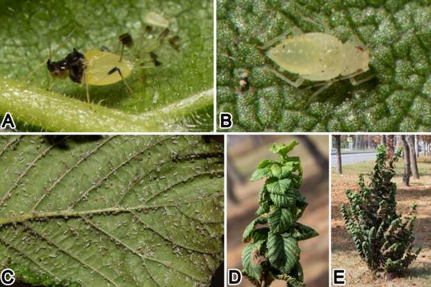 Минобрнауки: в четырех регионах России впервые нашли азиатскую ильмовую тлю