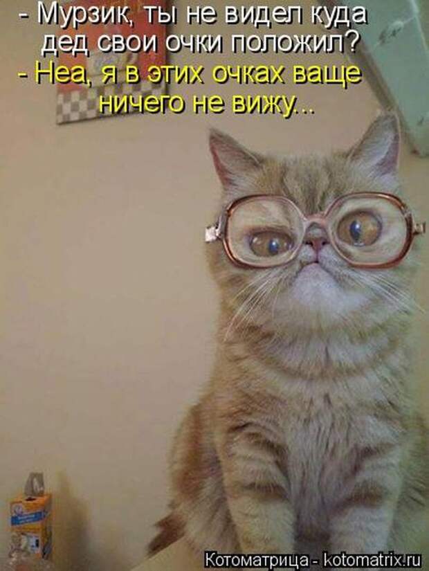Котоматрицы(картинки с надписями)