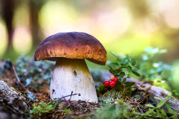 В финских грибах нашли радиоактивные остатки от Чернобыльской катастрофы